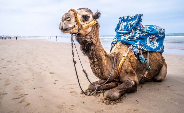Morocco Desert tour from Marrakech to Agadir